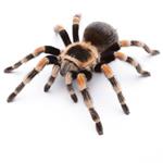 pixwords TARANTULAPÓK
