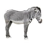 pixwords ZEBRA