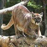 pixwords PUMA