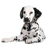 pixwords DALMATA
