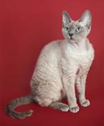 pixwords DEVON REX