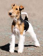 pixwords FOXTERRIER