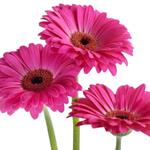 pixwords GERBERA