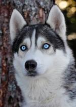 pixwords HUSKY