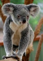 pixwords KOALA