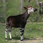 pixwords OKAPI