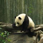 pixwords PANDA