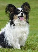 pixwords PAPILLON