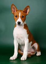 pixwords BASENJI