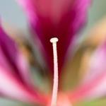 pixwords BIBE