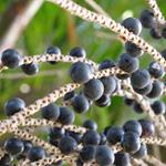 pixwords ACAI