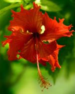 pixwords HIBISZKUSZ