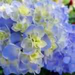 pixwords HORTENZIA